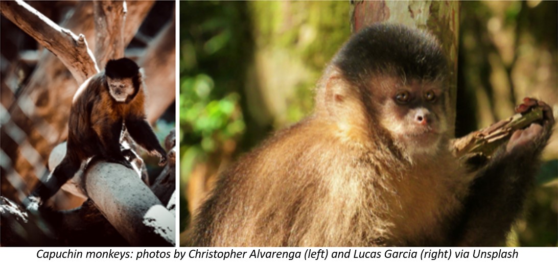 Two photos of capuchin monkeys, sitting in trees