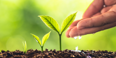 Decorative image, showing three young green plants emerging from the soil, with a hand sprinkling water upon them.