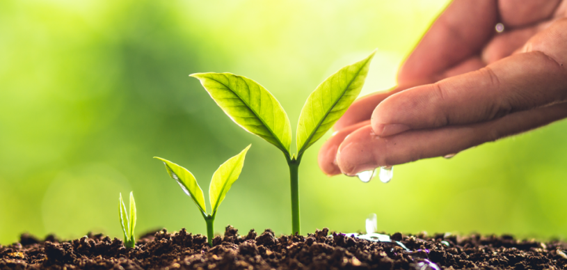 Decorative image, showing three young green plants emerging from the soil, with a hand sprinkling water upon them.